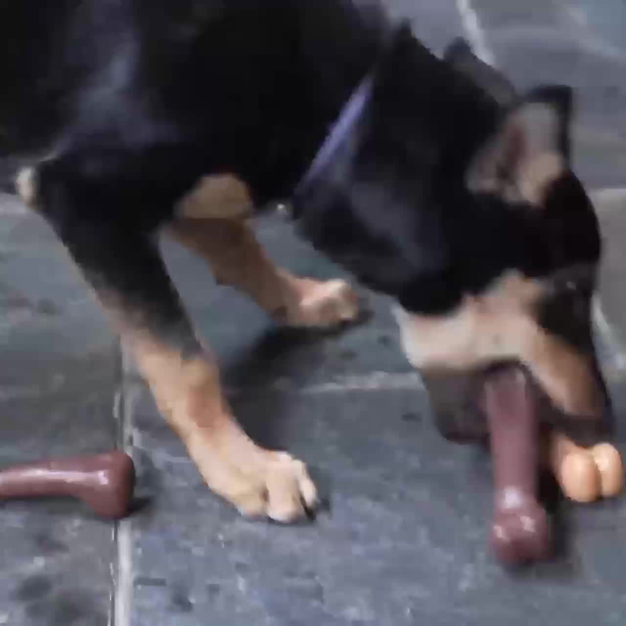 Beef-Flavored Durable Chew Toy for Dogs - Interactive Bone Design, Tough & Safe for All Breeds, Promotes Dental Health & Playtime Fun, Pet Dental Care | Engaging Pet Toy | Durable Polypropylene, Dog Toys for Aggressive Chewer