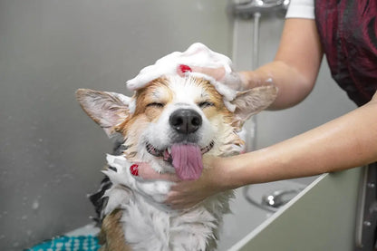 Dog Shampoo & Conditioner for Dry Skin & Itch Relief, Hypoallergenic, Plant-Based with Coconut & Olive Oils, Tear-Free, Anti-Dan
