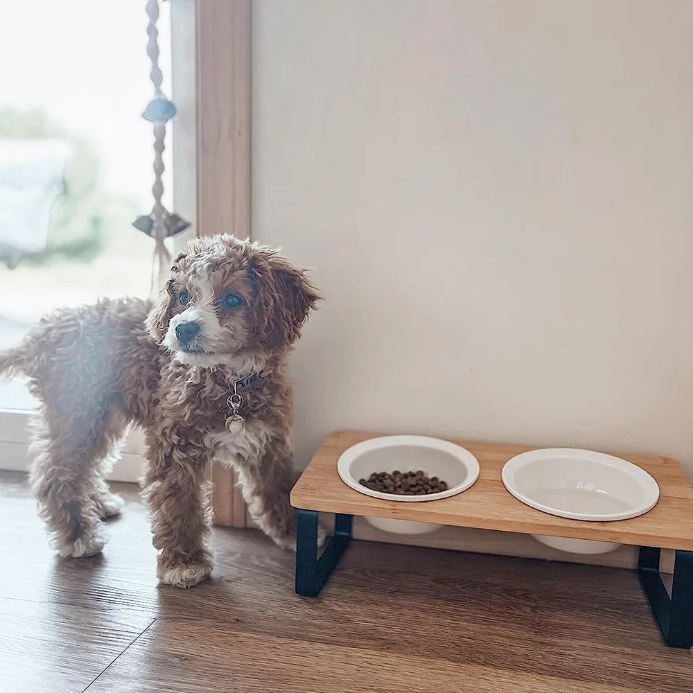 15° tilted heightened pet bowl heightened dog bowl with stainless steel food bowl feeder suitable for cats and puppies