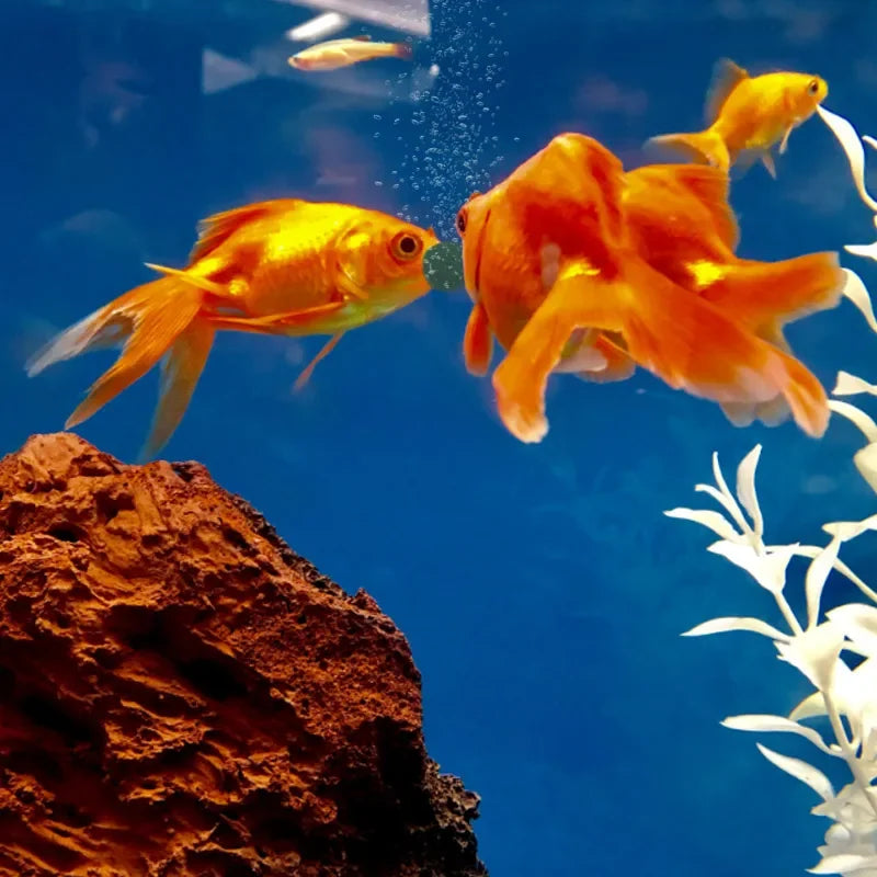 100pcs High Purity Spirulina Tablets Spiral Seaweed Enrichment Favorite Pets Food Fish Crystal Red Shrimp Fish Food Aquarium