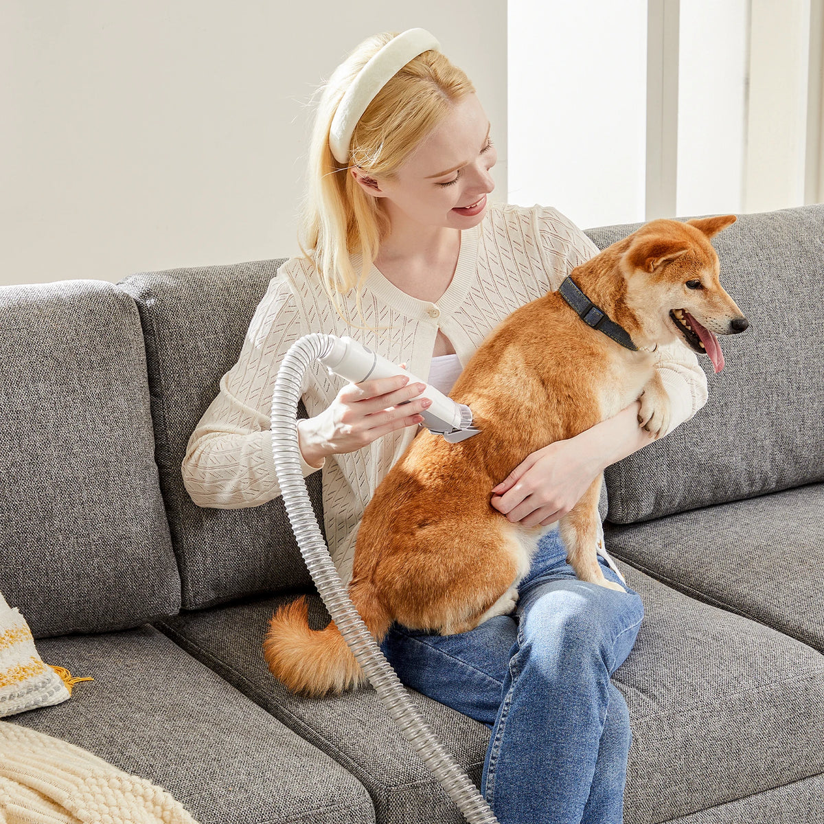 Woman grooming a dog with a hair dryer on a gray couch