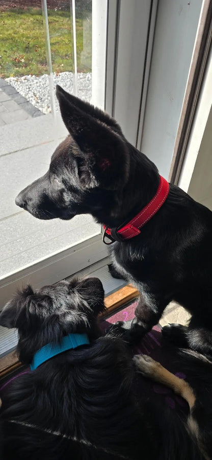 Reflective Striped Dog Collar, Escape-Proof Nylon, Quick-Release Buckle, Soft Padded, for Small Cat, Medium and Large Dogs