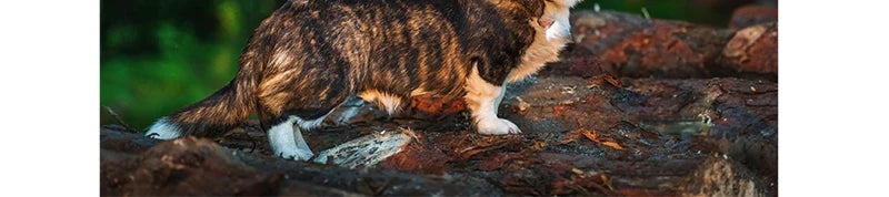 SHOUOK air-dried marine fish meat strips for Dogs with 92%meat content;100%nature;NO antibiotics;No Grains;