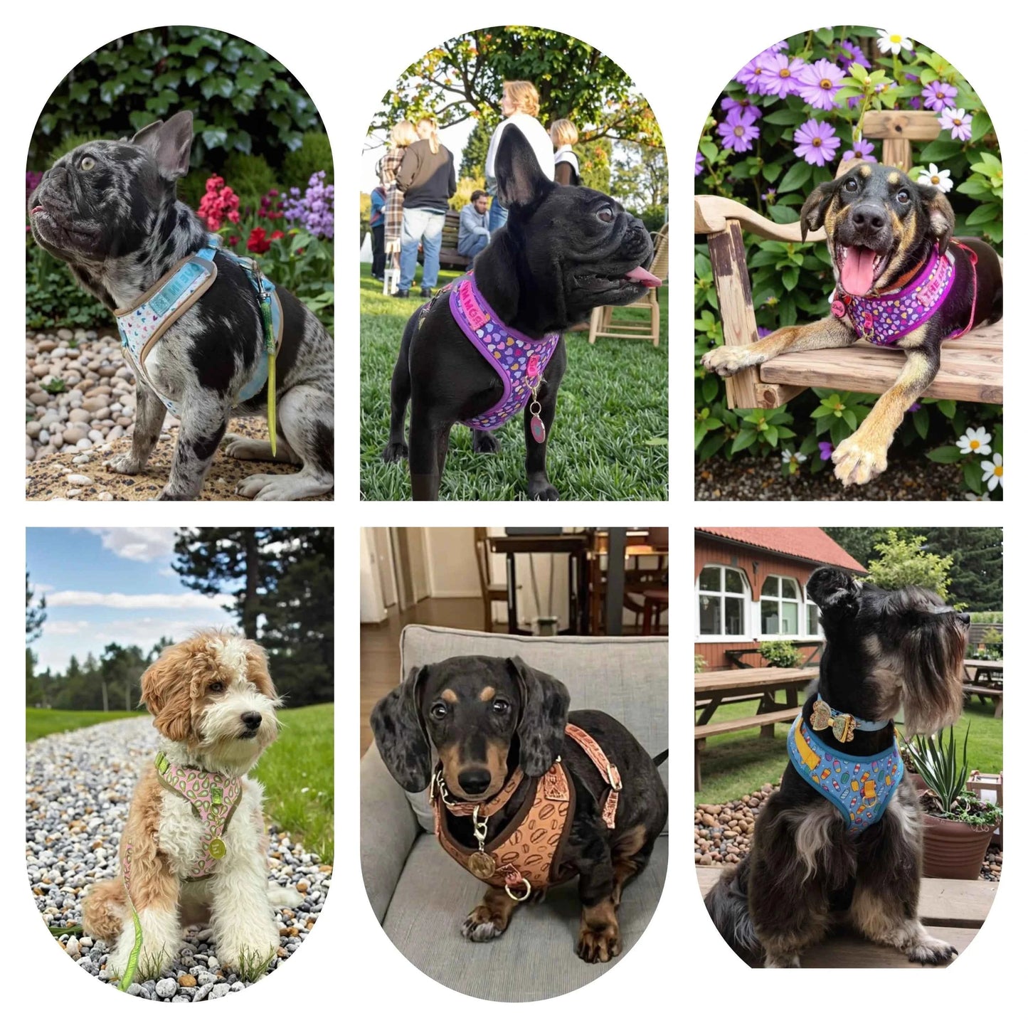 Romantic Holiday Curated Gift Light Luxury Adjustable Personalized Print Dog Harness + 1Pcs Tone Pet ID Tag Free With Purchase