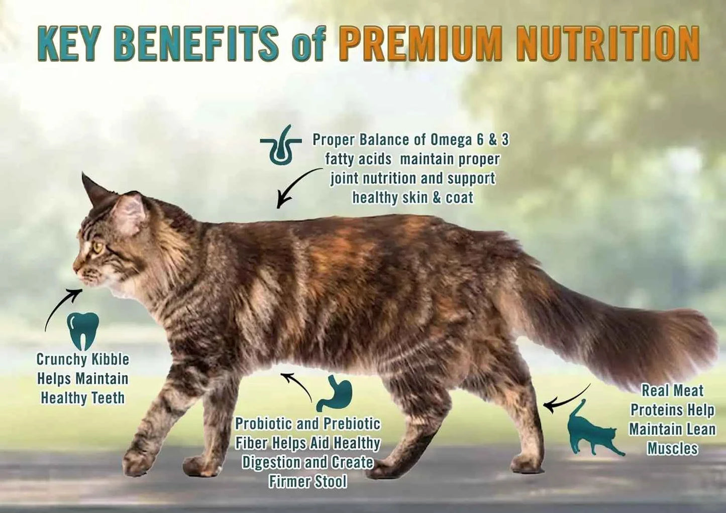 Grain-Free Dry Cat Food, Real Meat First Ingredient, No By-Products, Supports Immune & GI Health, Chicken & Legumes, 4lb