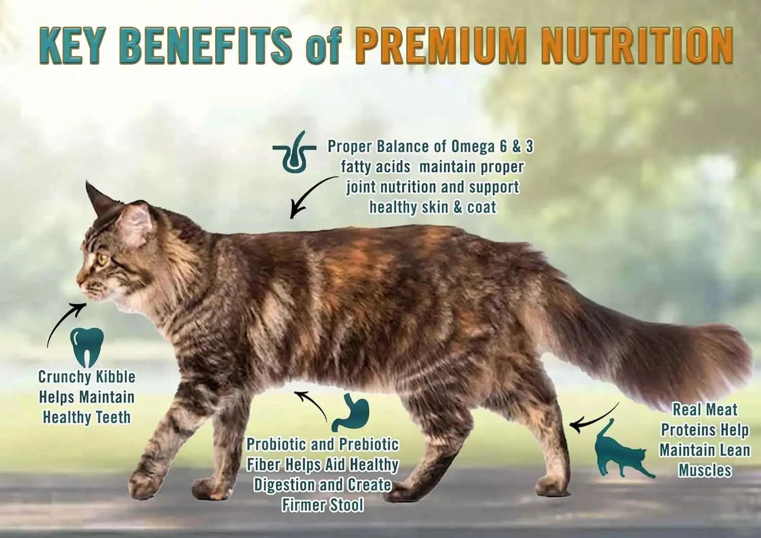 Grain-Free Dry Cat Food, Real Meat First Ingredient, No By-Products, Supports Immune & GI Health, Chicken & Legumes, 4lb