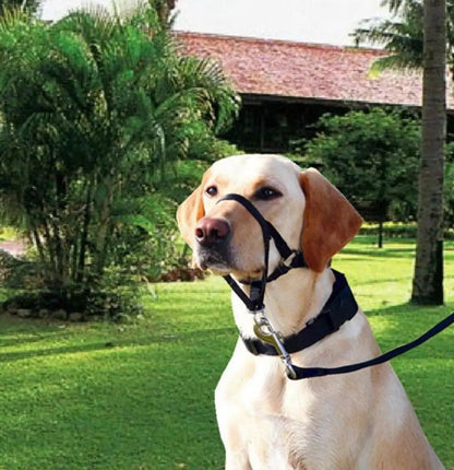 New Nose Ring Around The Mouth Dog Muzzle Adjustable Pet Supplies Prevent Dogs From Eating Randomly Prevent Random Biting