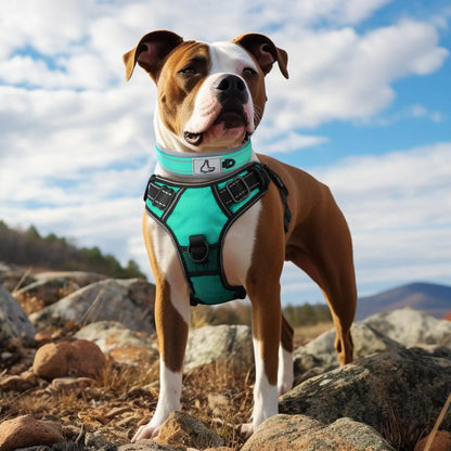 Solid Dog Collars Nylon Dog Collar For Small Medium Large Dogs Teddy Keji Pitbull Bulldog Beagle