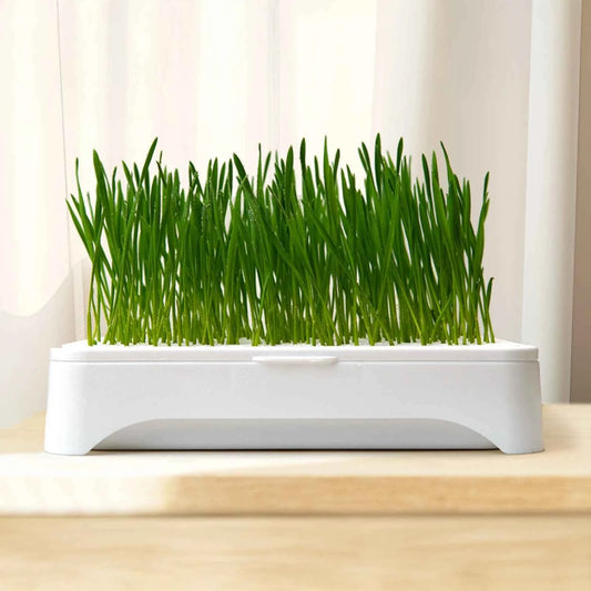 Pet Cat Grass Planting Basin Soilless Culture Wheat Seedling Pot Kitten Grass Hydroponic Device Horticultural Planting Pot