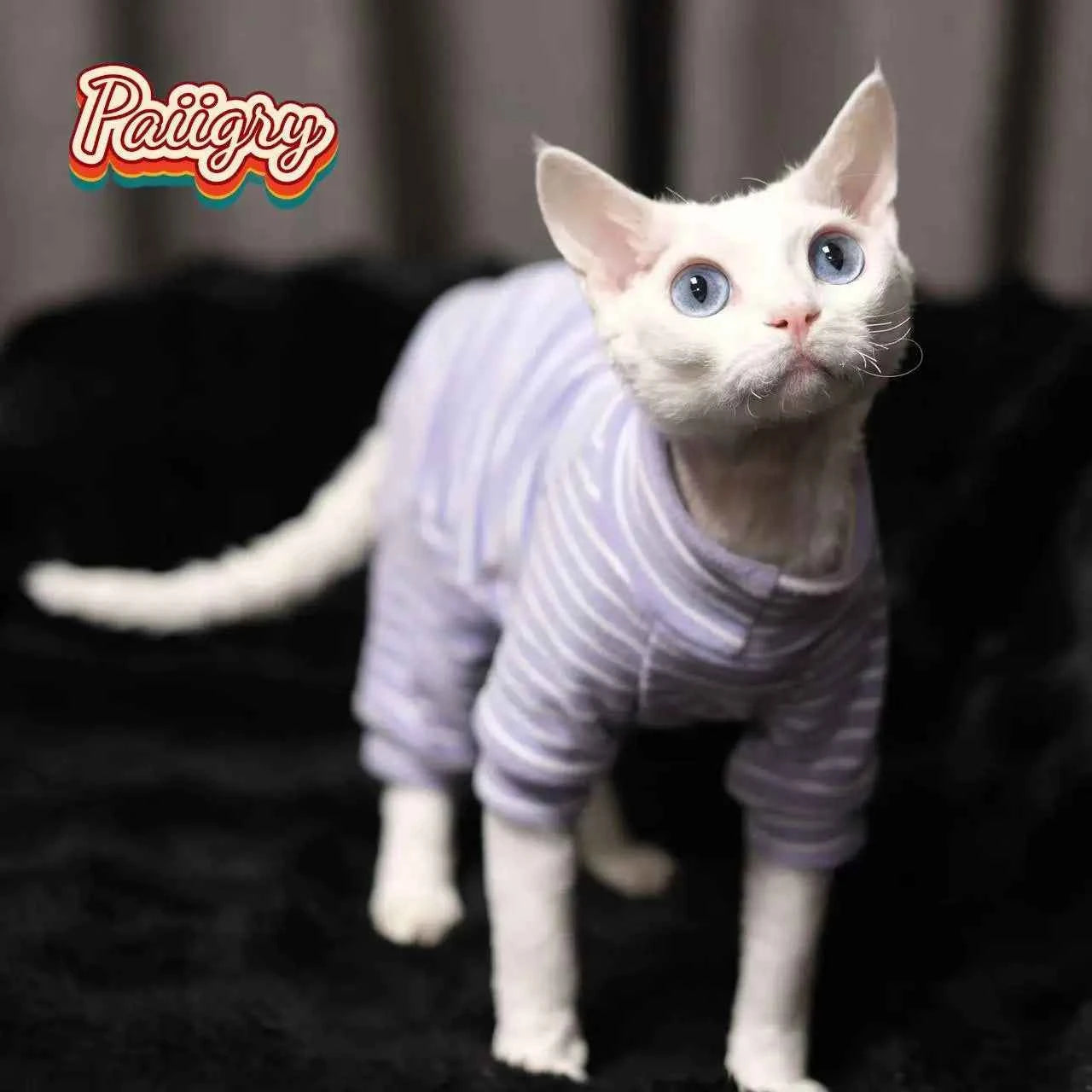 Hairless cat clothes tricolor four-legged clothes Sphinx warm high stretch home four-legged clothes pet clothing