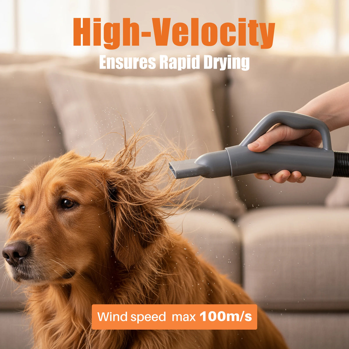 Dog being dried with a high-velocity hair dryer, with text indicating high velocity and rapid drying.