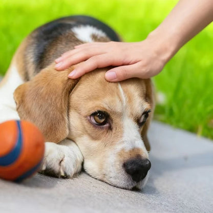 Dog Toy Ball Dog Fetch Ball Toy Tough Pet Ball Puppy Chew Toy Solid Elastic Jumping Ball Pet Accessories For Large Medium Small