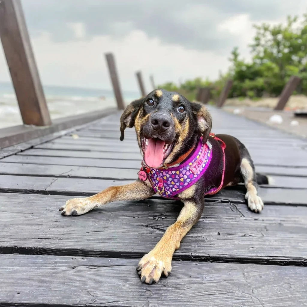 Romantic Holiday Curated Gift Light Luxury Adjustable Personalized Print Dog Harness + 1Pcs Tone Pet ID Tag Free With Purchase