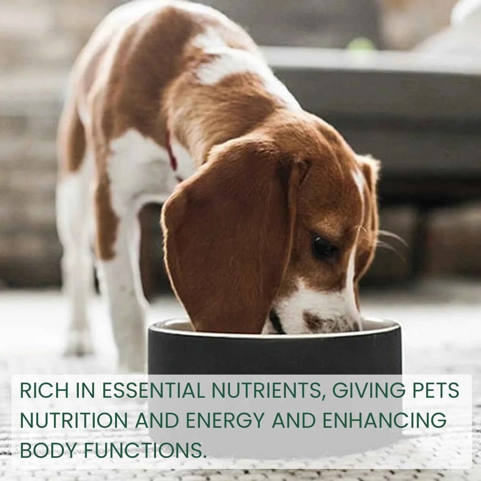 Probiotic Drops to Boost Pet Immunity, Relieve Discomfort in Cats and Dogs, Oral Care for Pets, Bad Breath Solution