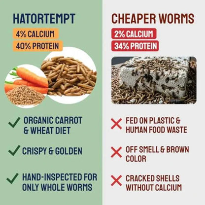 10lb Dried Black Soldier Fly Larvae - More Calcium Than Mealworms for Chickens - High Protein Chicken Feed Treats for Laying He