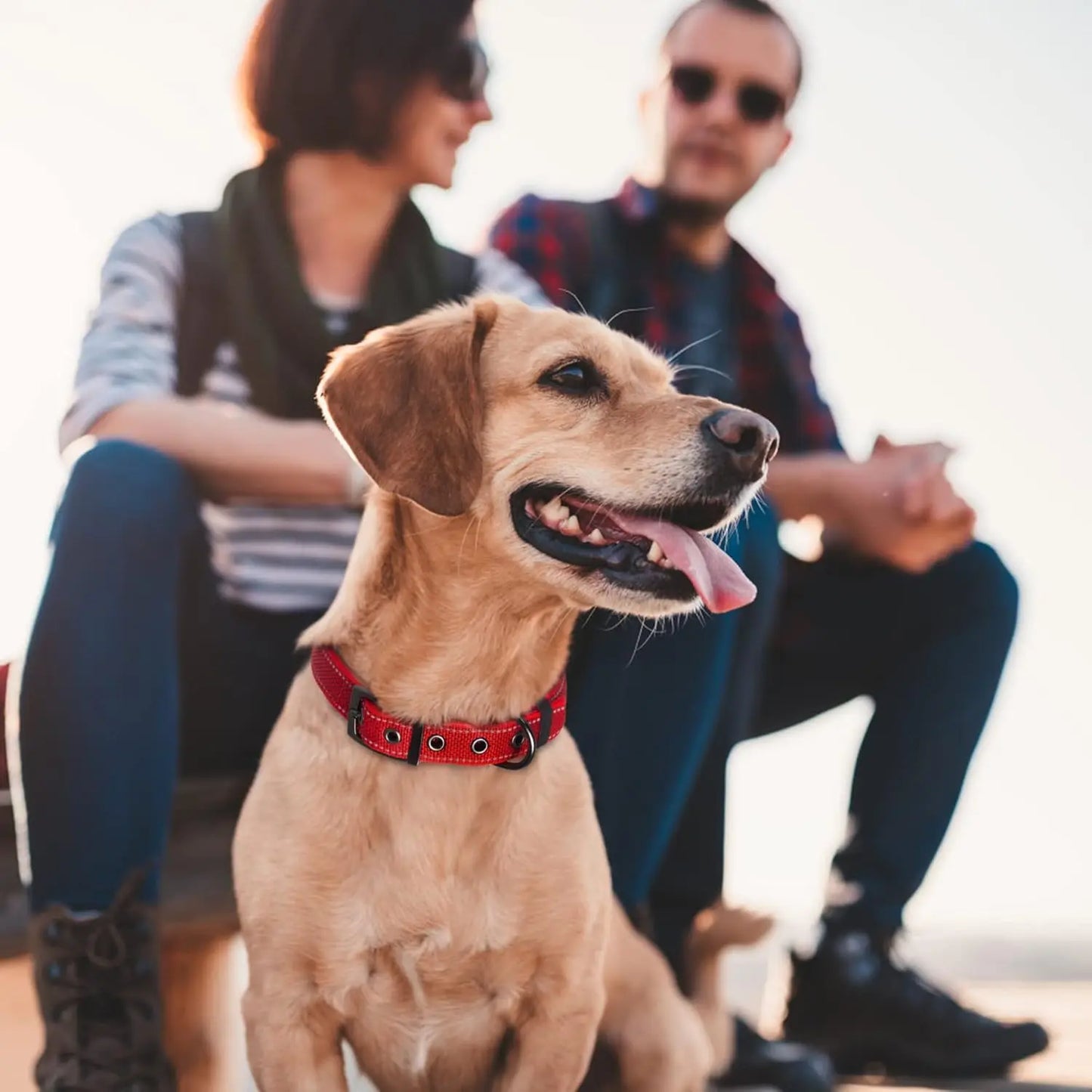 Reflective Striped Dog Collar, Escape-Proof Nylon, Quick-Release Buckle, Soft Padded, for Small Cat, Medium and Large Dogs