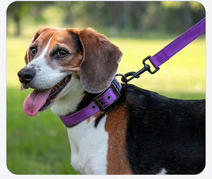 Solid Dog Collars Nylon Dog Collar For Small Medium Large Dogs Teddy Keji Pitbull Bulldog Beagle