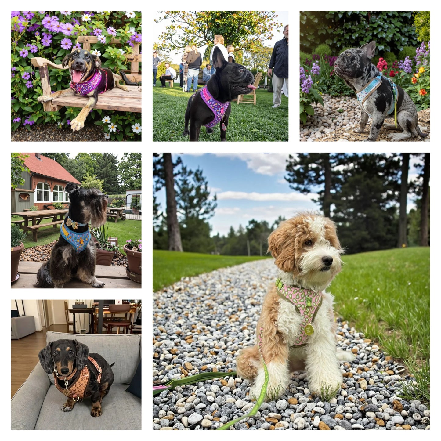 Romantic Holiday Curated Gift Light Luxury Adjustable Personalized Print Dog Harness + 1Pcs Tone Pet ID Tag Free With Purchase