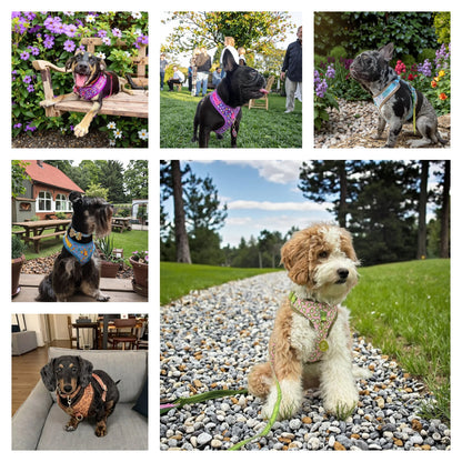 Romantic Holiday Curated Gift Light Luxury Adjustable Personalized Print Dog Harness + 1Pcs Tone Pet ID Tag Free With Purchase